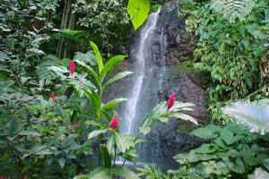 Jardins de Vaipahi - Tahiti