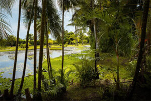 Jardins de Vaipahi - Tahiti