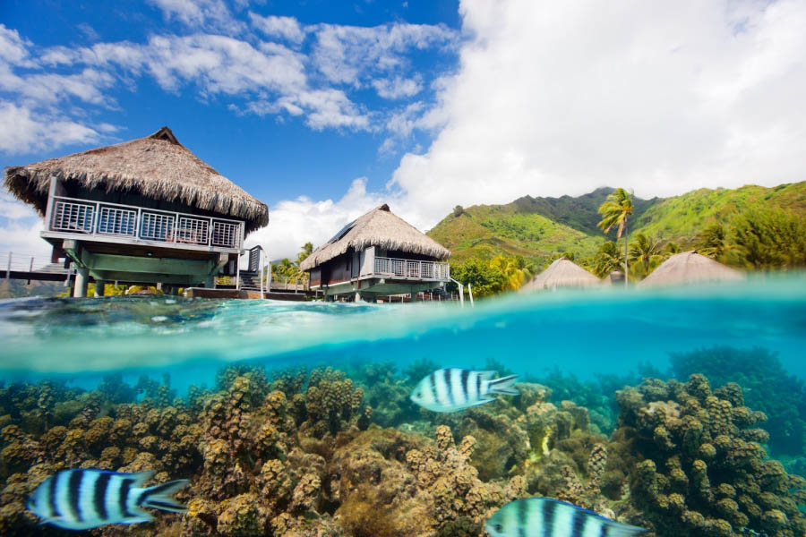 Plongée à Moorea avec les poissons